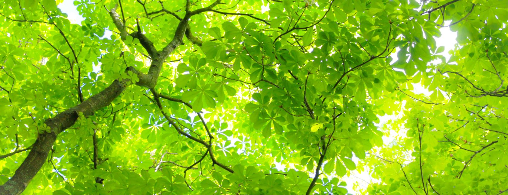 Copa de árbol verde