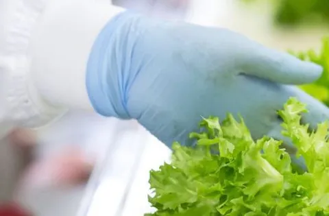 ¿Qué es un Sistema de Gestión de la Seguridad Alimentaria?