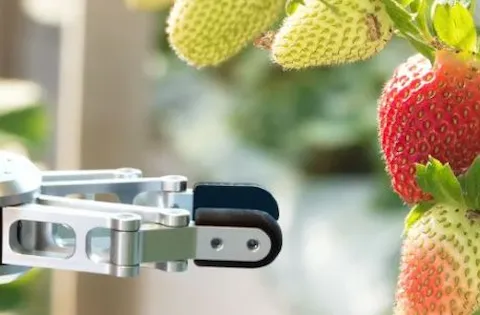 Peligros de inocuidad alimentaria