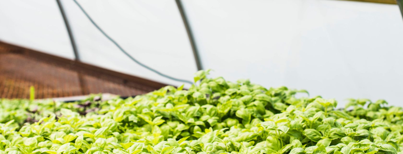 Defensa de los Alimentos 