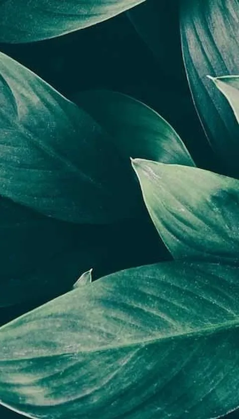 Hojas Verdes