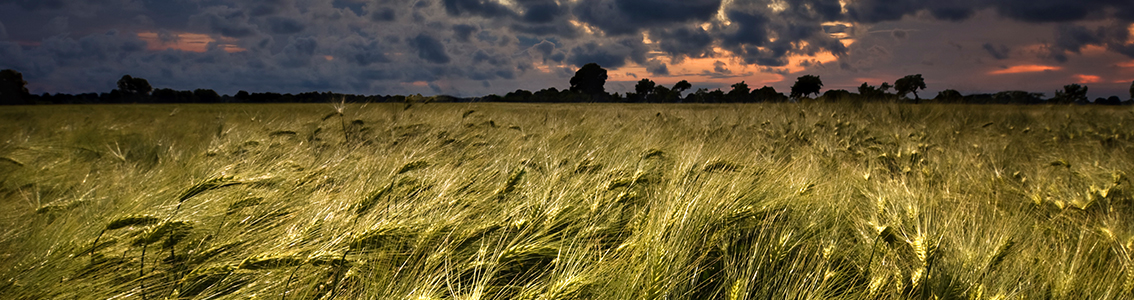 Site conditions