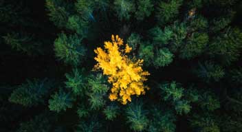 Diversidad e inclusión