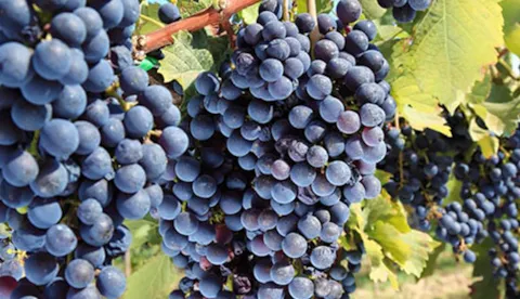 My Story™ el vino: la historia de cada botella